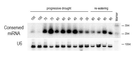 A conserved miRNA shows up and down-regulation during drought treatment