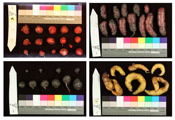 STNDIP clones show high levels of variation in tuber traits