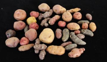Selection of primitive cultivated potatoes