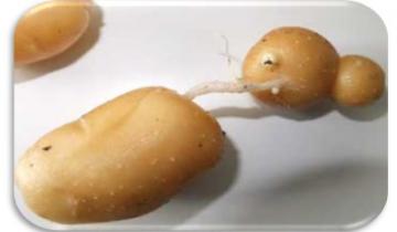 Chain tubers of potato