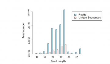 Small RNA read length distribution in potato leaves